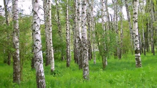 НАД ЦВЕТОЧКАМИ, НАД ПОЛЯНАМИ