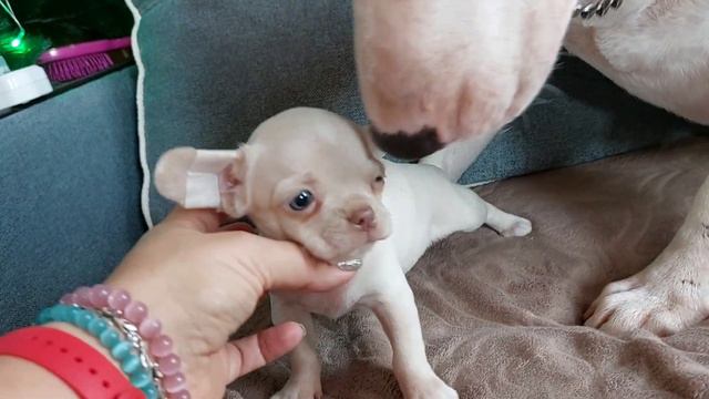 Сорбонна и Этуаль бультерьер Кастропуло, купить красивого щенка чихуахуа+79787458062 viber WhatsApp смотреть онлайн