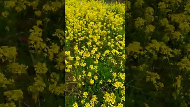 Сурепка - полезный сорняк _).mp4