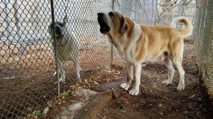 Вольер или цепь? (история заводчика-любителя) Как содержать Алабая.