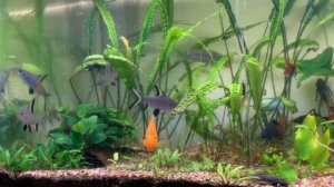 Простой аквариум без забот.