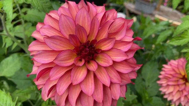 Пеларгонии Георгины PELARGONIUM DAHLIA Flowers My Garden in London Summer 2021 смотреть онлайн