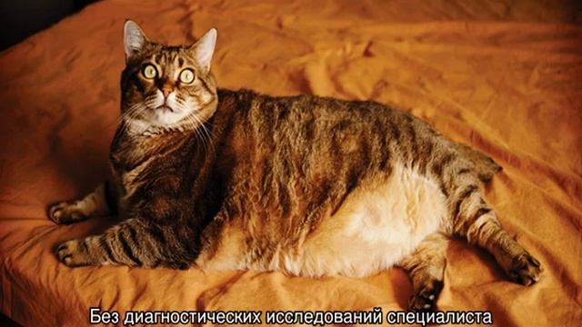 Цистит у кота: симптомы и лечение в домашних условиях смотреть онлайн