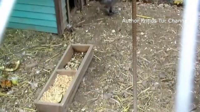 Multi Colored Silkie Chicken breeds; Hen, Rooster and cute small Chicks смотреть онлайн