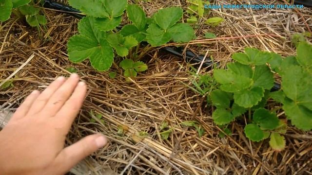 Ремонтный Шик