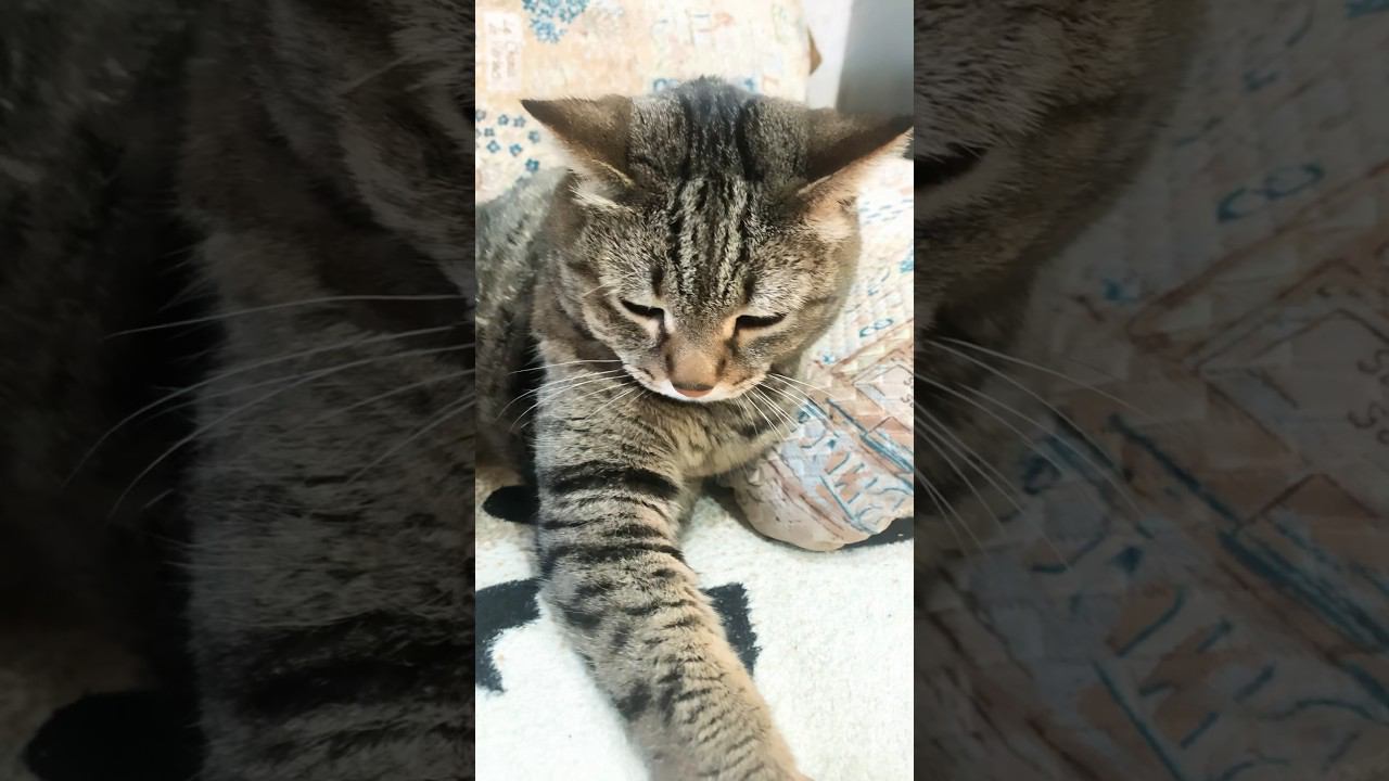 Грустный кот смотреть онлайн