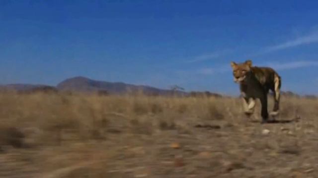 Serengeti National Park (Tanzania) - Life & Death in Savanna смотреть онлайн