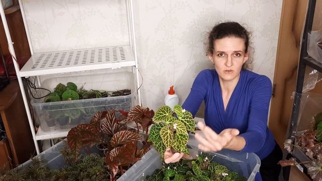 Размножение бегоний Bipinnatifida, Brevirimosa, sp. Temuyuk смотреть онлайн