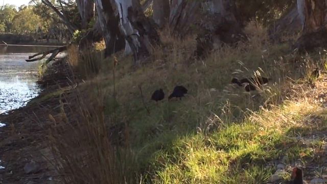 Утро в Хоршеме, Вимера, Штат Виктория, Австралия - утренняя река Вимера смотреть онлайн