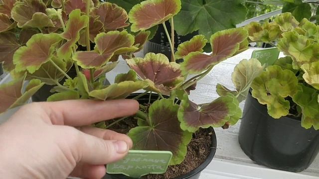 Обзор цветения пеларгоний. Июль 2023 смотреть онлайн