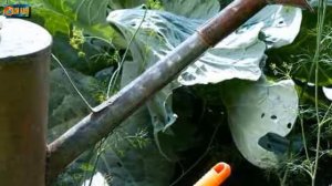 Применение пищевой соды для сада и огорода. Супер средство в борьбе с вредителями и болезнями.