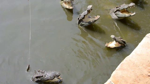 Как туристы кормят крокодилов на ферме во Вьетнаме смотреть онлайн