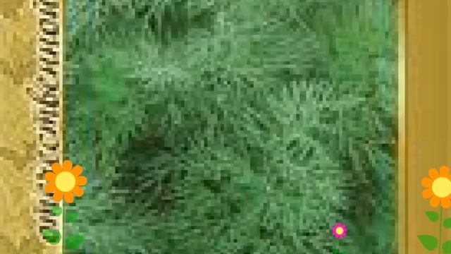 Укроп Аллигатор (Alligator). Краткий обзор, описание характеристик, где купить семена смотреть онлайн