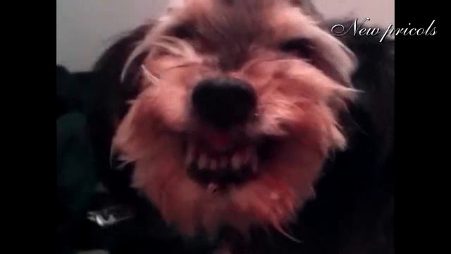 New pricols 1 - первый выпуск смотреть онлайн