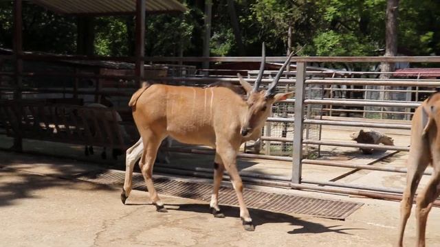 Золотые Антилопы Канна уже узнают мой голос! Golden Cannes Antelopes already recognize my voice! смотреть онлайн