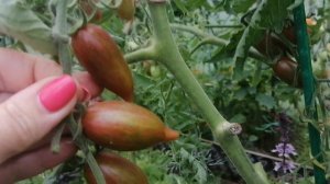 Результаты выращивания томатов Леденцы от агрофирмы Гавриш