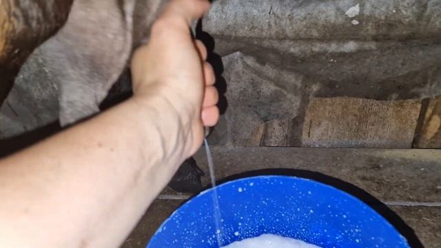 новенькие козы , дойка альпийских коз смотреть онлайн