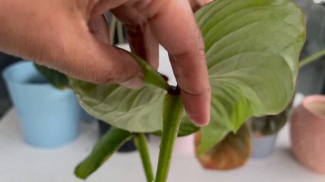 Philodendron Mamei Vs Philodendron Silver Cloud