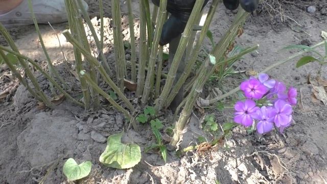 ПЕРЕСАДКА ФЛОКСОВ ОСЕНЬЮ. Мои цветы. Мой опыт. смотреть онлайн