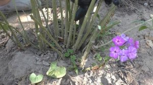 ПЕРЕСАДКА ФЛОКСОВ ОСЕНЬЮ. Мои цветы. Мой опыт.