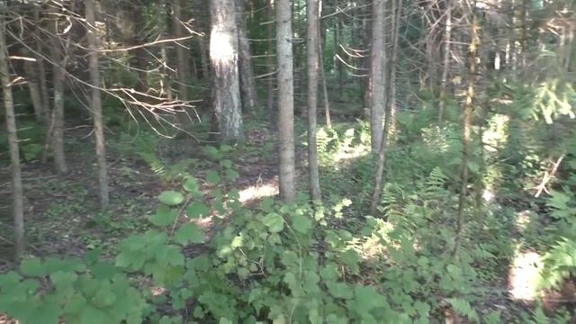 Собираем грибы или просто Пионерская зорька! смотреть онлайн