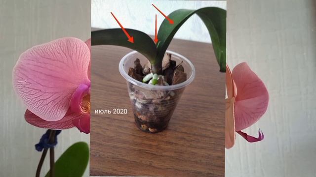 УГРОБИЛА и ВОССТАНОВИЛА орхидею смотреть онлайн