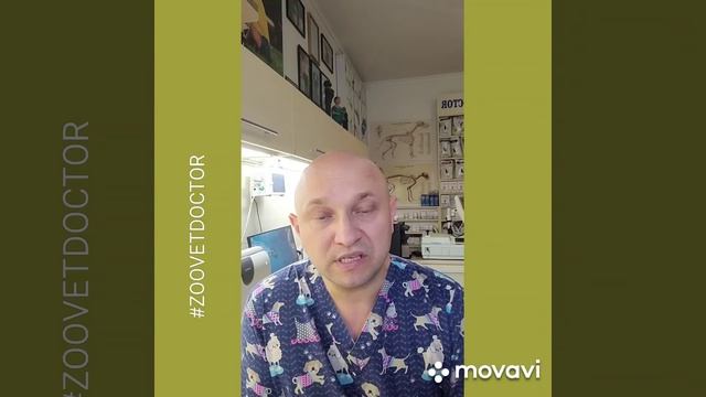 Основные причины слюнотечение у собак и кошек, советы ветеринара Дмитрия Ушакова смотреть онлайн