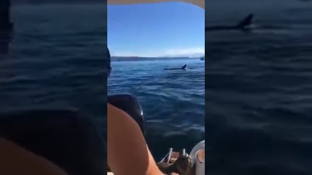 морской котик спасается и прячется у людей от... смотреть онлайн