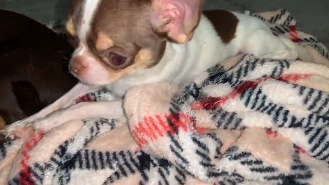 Всем спокойной ночи и самых сладких снов.