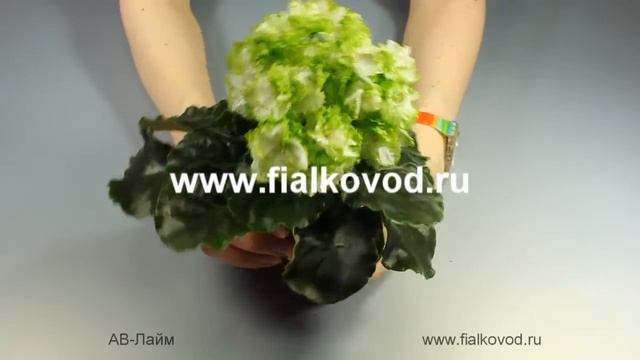 Фиалка АВ-Лайм смотреть онлайн