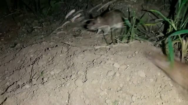 Игра для кота мышка (A game for a cat: mouse.) смотреть онлайн