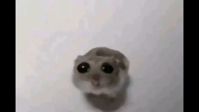 Sad Hamster Violin Meme (Full) смотреть онлайн