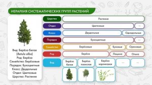 Разнообразие организмов и их классификация