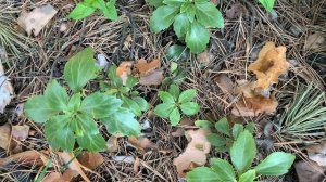 ПАХИЗАНДРА  УКРАШЕНИЕ ТЕНЕВОГО САДА!