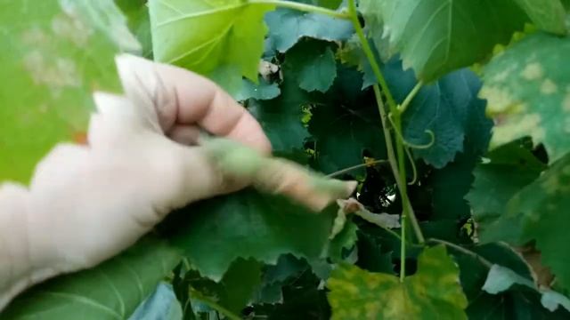 Какая-то болячка на винограде типа милдью но что-то другое старые листья желтеют и сохнут смотреть онлайн