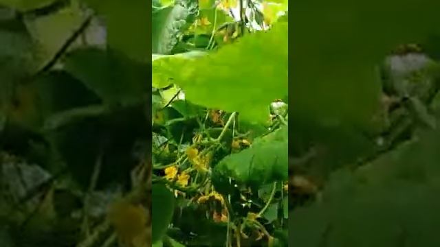 Огурец Изумрудная россыпь F1