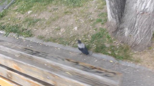 Вороненок выпал из гнезда в Лесном смотреть онлайн