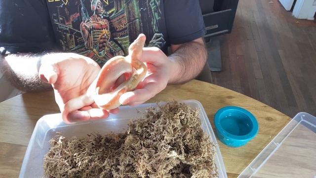 Episode 7: Taming blood and short tail pythons: Building a lasting working relationship смотреть онлайн