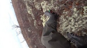 Охота на гуся и утку весной в ЯНАО.