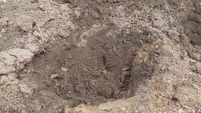 Бордюр из карликовых гортензии Little Рassion. смотреть онлайн