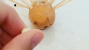 как сделать ёжика из обычной картошки пластилина и  спичек
