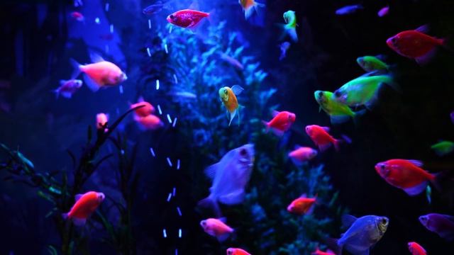 4K XAVC HS 50p 200 мб/c, Super35. Sony A7 IV смотреть онлайн