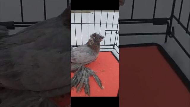 Узбекские голуби Pigeons الحمام Tauben merpati کبوتر 鴿子 ハトkaʙūtar 14/02/24 смотреть онлайн