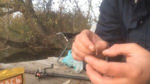 Наживка на Крючок . Пенопласт + Червяк + Опарыш . ( бутерброд )