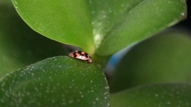 Божья коровка среди зимы (на улице -15С) смотреть онлайн