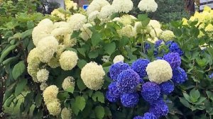 Полезные идеи для сада дизайн красивых цветников