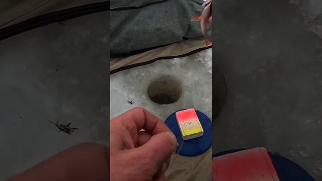 Глухозимье Ловим окуня на мормышку🪝#зимняяловлярыбы #окуньнамормышку #рыбалкаскомфортом # смотреть онлайн