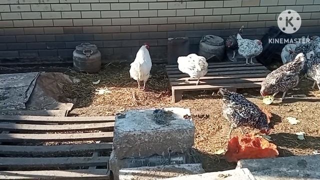 Витамины для кур зимой. Что даю. #курица #куры #цыплята #курятник #яйцо #курынесушки #петуха смотреть онлайн