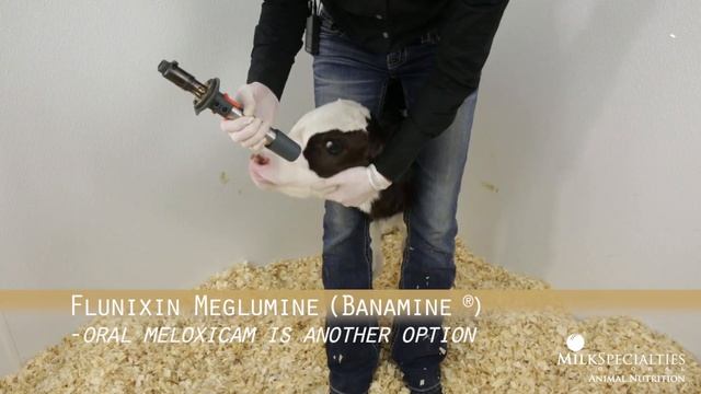 Calf Management Tips: Lidocaine Blocking & Dehorning смотреть онлайн
