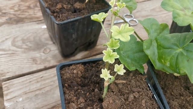 Что делать с плющелистной пеларгонией после зимы смотреть онлайн